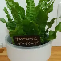 アスプレニウムの育て方・栽培方法|植物図鑑|みんなの趣味の アスプレニウムの育て方・栽培方法|植物図鑑|みんなの趣味の