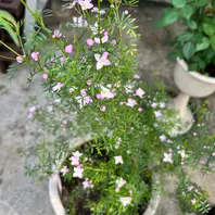 ボロニアのそだレポ（栽培レポート）｜植物図鑑｜みんなの趣味の園芸