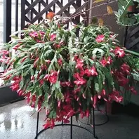 シャコバサボテンの種類（原種、品種）｜植物図鑑｜みんなの趣味の園芸