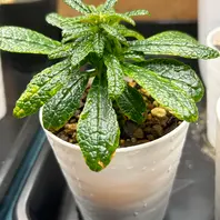 ドルステニア・ラブラニーの基本情報・育て方|多肉植物 ドルステニア・ラブラニーの基本情報・育て方|多肉植物