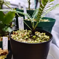ブレクナムの育て方・栽培方法｜植物図鑑｜みんなの趣味の園芸（NHK出版）