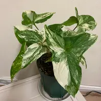 白斑入り　シンゴニウム　水耕　抜き苗　観葉植物　シンゴニューム 斑入り シンゴニウム シュリンクハート 3〜3.5号ポット苗 シンゴ