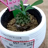 白樺キリン ユーフォルビア白樺キリンの基本情報・育て方｜多肉植物