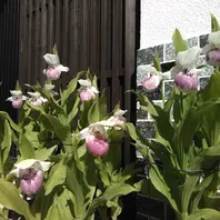 u*3様 アツモリソウ(南部産アツモリソウ) u*3様 アツモリソウ(南部産アツモリソウ)