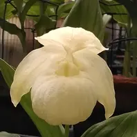 アツモリソウのそだレポ（栽培レポート）｜植物図鑑｜みんなの趣味の園芸