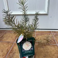 バンクシアとは|育て方がわかる植物図鑑|みんなの趣味の園芸 バンクシアとは|育て方がわかる植物図鑑|みんなの趣味の園芸