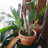 カタセタムの種類（原種、品種）｜植物図鑑｜みんなの趣味の園芸（NHK