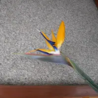 極楽鳥花　② 565dc8_f8cb21d7303343018eeaf42