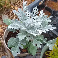 シロタエギクとは｜育て方がわかる植物図鑑｜みんなの趣味の園芸