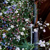 カスミソウのそだレポ（栽培レポート）｜植物図鑑｜みんなの趣味の園芸