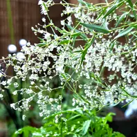 カスミソウのそだレポ（栽培レポート）｜植物図鑑｜みんなの趣味の園芸