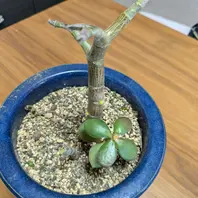金のなる木とは｜育て方がわかる植物図鑑｜みんなの趣味の園芸