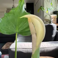 アロカシアの育て方・栽培方法｜植物図鑑｜みんなの趣味の園芸（NHK出版）