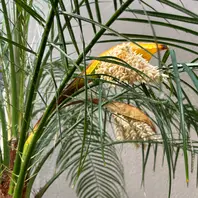 フェニックス・ロベレニーの育て方・栽培方法｜植物図鑑｜みんなの趣味