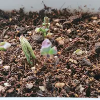 クラッスラダルマ緑塔の基本情報・育て方｜多肉植物・サボテン