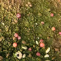 コノフィツム・ウィッテベルゲンセの基本情報・育て方｜多肉植物