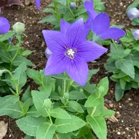 キキョウの種類（原種、品種）｜植物図鑑｜みんなの趣味の園芸（NHK出版）