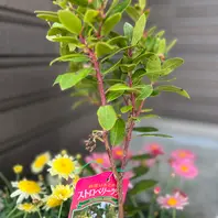 イチゴノキの種類（原種、品種）｜植物図鑑｜みんなの趣味の園芸（NHK