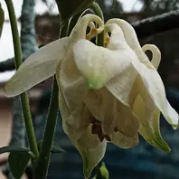 西洋オダマキとは｜育て方がわかる植物図鑑｜みんなの趣味の園芸（NHK