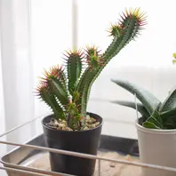 ユーフォルビア・ホリダの基本情報・育て方｜多肉植物・サボテン