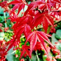 接ぎ木 3種 モミジ類 カエデ属 希少 ガーデニング 紅葉 接ぎ木 3種 モミジ類 カエデ属 希少 ガーデニング 紅葉 - メルカリ