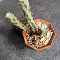 ユーフォルビア・トゥレアレンシスの基本情報・育て方|多肉植物 ユーフォルビア・トゥレアレンシスの基本情報・育て方|多肉植物