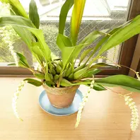 デンドロキラムの育て方・栽培方法｜植物図鑑｜みんなの趣味の園芸