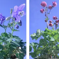 ミヤマオダマキの種類（原種、品種）｜植物図鑑｜みんなの趣味の園芸