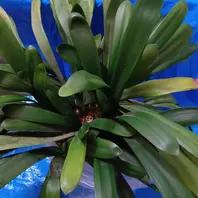 クンシランの種類（原種、品種）｜植物図鑑｜みんなの趣味の園芸（NHK