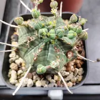 ユーフォルビア・ホリダの基本情報・育て方｜多肉植物・サボテン