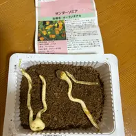 サンダーソニアの種類（原種、品種）｜植物図鑑｜みんなの趣味の園芸