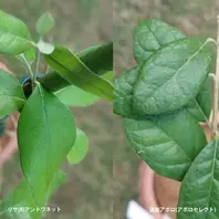 入荷中 鉢植え100%さんのそだレポ一覧｜みんなの趣味の園芸 園芸 常緑樹