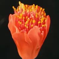 ハエマンサスの種類（原種、品種）｜植物図鑑｜みんなの趣味の園芸