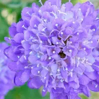 スカビオサとは｜育て方がわかる植物図鑑｜みんなの趣味の園芸