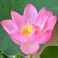 ハスの育て方・栽培方法｜植物図鑑｜みんなの趣味の園芸（NHK出版）