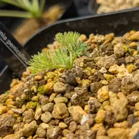 モンソニア・パターソニー(サルコカウロン・パターソニー)の基本情報