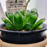 ハオルチア'白帝城'の基本情報・育て方|多肉植物・サボテン図鑑 ハオルチア'白帝城'の基本情報・育て方|多肉植物・サボテン図鑑