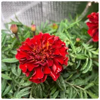 ✨マリーゴールド ✨ マリーゴールドの育て方】増やし方や寄せ植え・注意すべき病害虫を紹介