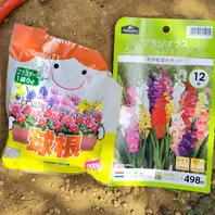 グラジオラス（夏咲き）とは｜育て方がわかる植物図鑑｜みんなの