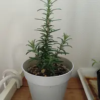 ローズマリーの種類（原種、品種）｜植物図鑑｜みんなの趣味の