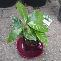 コーヒーノキとは｜育て方がわかる植物図鑑｜みんなの趣味の園芸（NHK