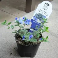 エボルブルス（アメリカンブルー）とは｜育て方がわかる植物図鑑