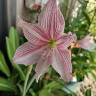 アマリリスとは｜育て方がわかる植物図鑑｜みんなの趣味の園芸