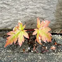 接ぎ木 3種 モミジ類 カエデ属 希少 ガーデニング 紅葉 楽天市場】もみじ 苗木 【限り錦 （かぎりにしき）】 約0.7m