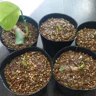 17日め プラ容器組「初めての茎伏せ モンステラ デリシオーサ」-そだ
