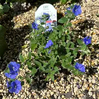 エボルブルス（アメリカンブルー）とは｜育て方がわかる植物図鑑