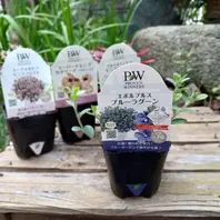 エボルブルス（アメリカンブルー）とは｜育て方がわかる植物図鑑