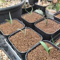 奇想天外（ウェルウィッチア）のそだレポ（栽培レポート）｜植物