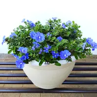 エボルブルス（アメリカンブルー）の種類（原種、品種）｜植物図鑑