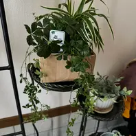 シュガーバインとは｜育て方がわかる植物図鑑｜みんなの趣味の園芸